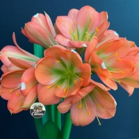 The Narcotics Series | Utopia Clivias